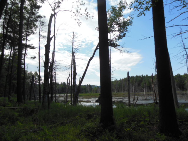 Beaver Pond from Aug. 1 Cavendish Hike, photograph by Bob Naess