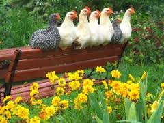 chicken.jpg