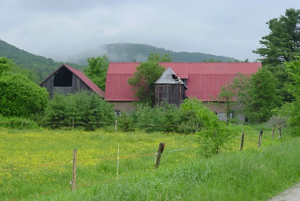 The lush green of early summer is not that far away. Photograph by Elizabeth Rankin on Chambers Rd. 