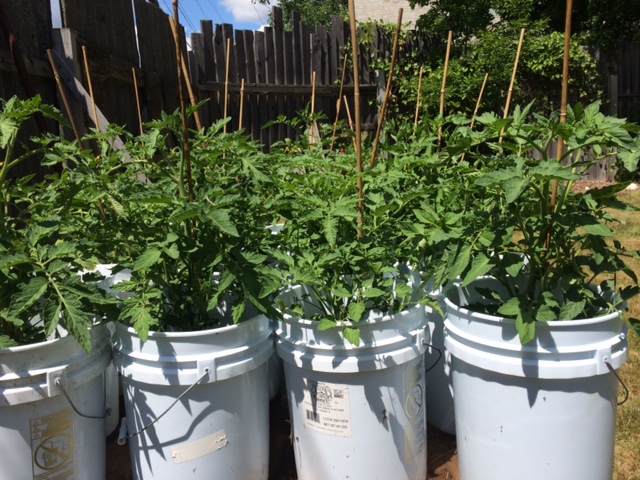 Tomato plants all set for the Annual Plant Sale at the CHS Museum, Saturday, July 2 from 8:30-2:30 at the CHS Museum. 