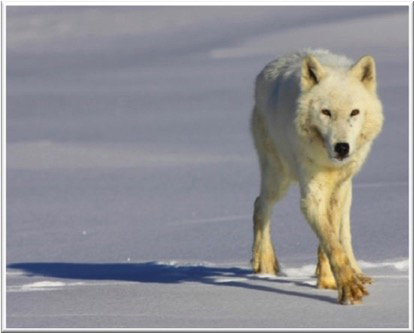 White Wolf