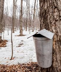 sap bucket.jpg
