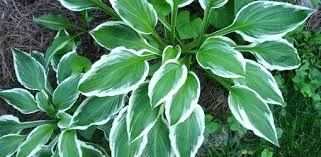 hosta.jpg