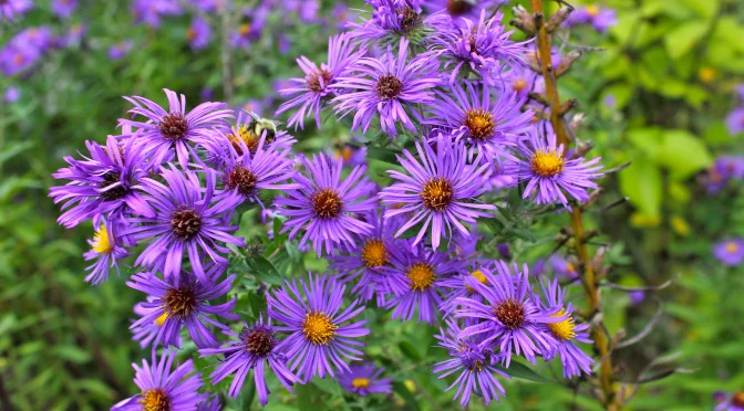 Aster.jpg