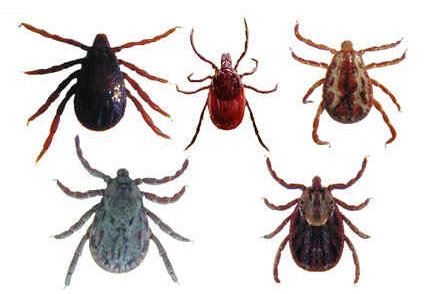 ticks.jpg