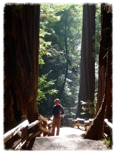 Daytrip to Muir Woods...beautiful
