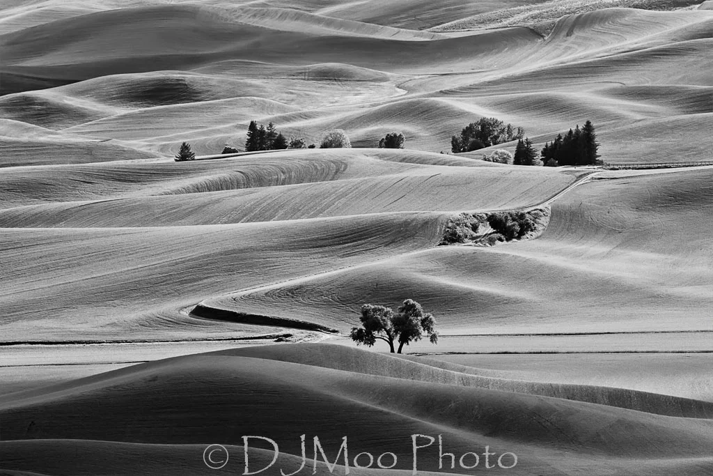    The Palouse, Washington State, USA   