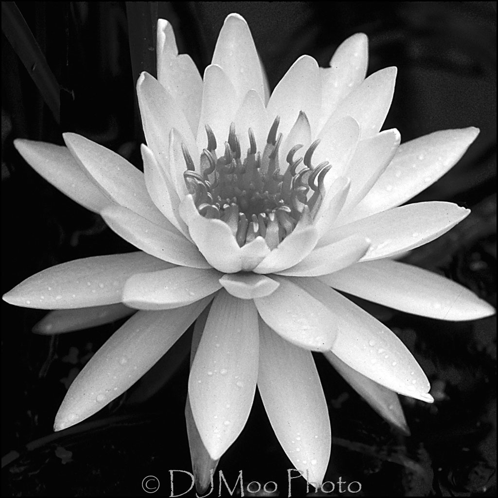    Water Lilly   