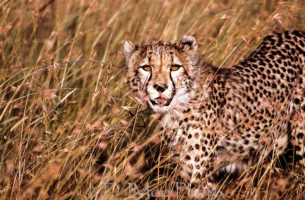    Masai Mara Game Preserve, Kenya   