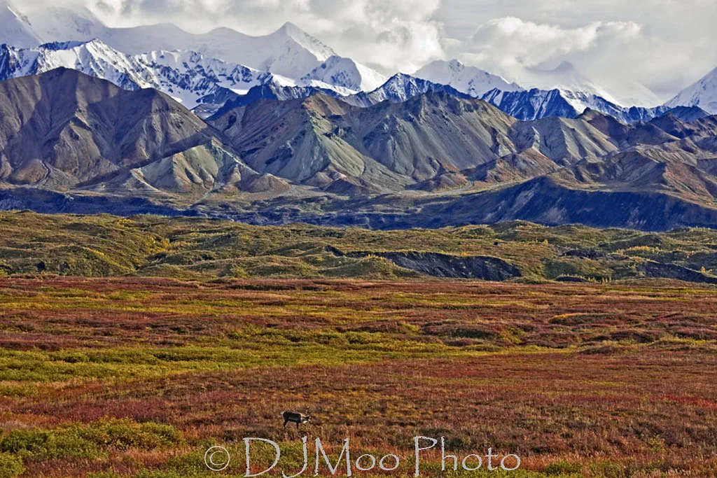    Caribou &amp; Alaska Range, Denali Nat'l. Pk., Alaska   