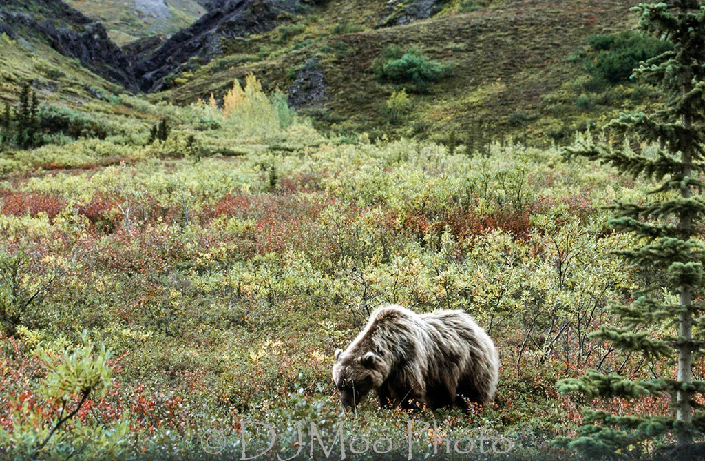    Grizzly Bear, Denali Nat'l. Pk., Alaska   