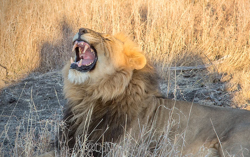    Madikwe Game Reserve, South Africa   