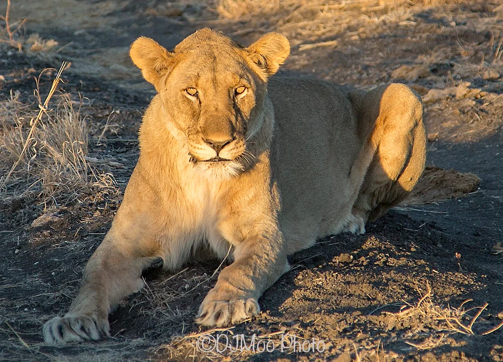    Madikwe Game Reserve, South Africa   