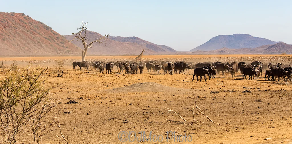    Madikwe Game Reserve, South Africa   