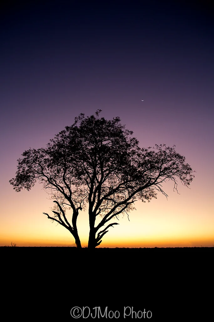    Madikwe Game Reserve, South Africa   