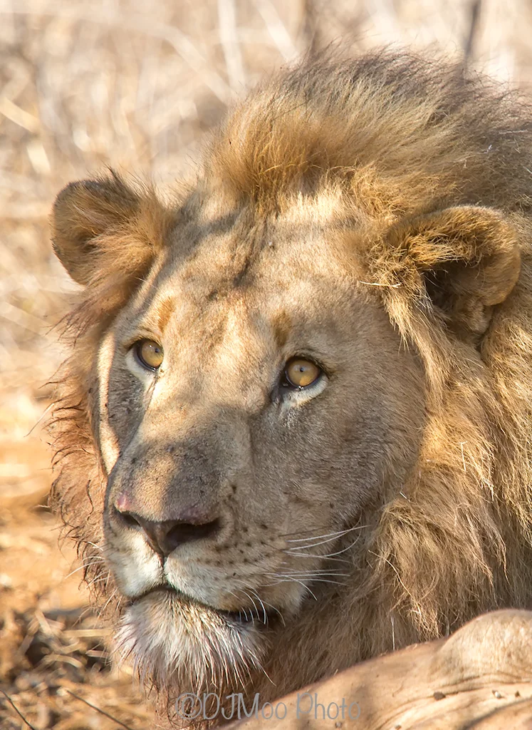    Madikwe Game Reserve, South Africa   