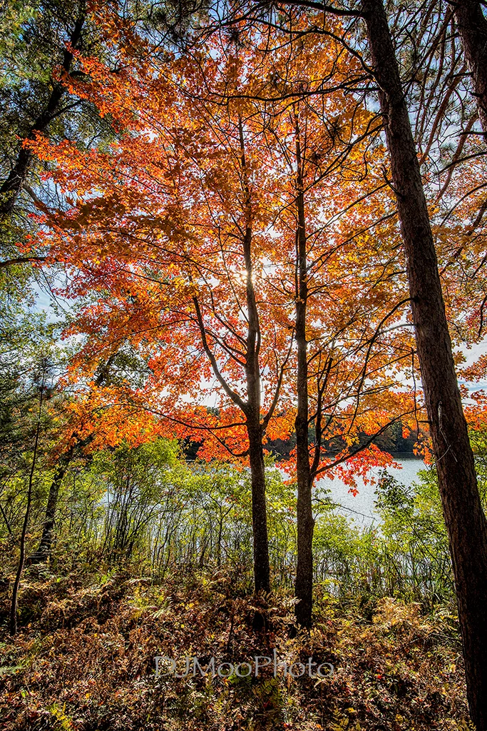    N. Mich. Backlit Tree   