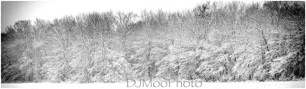    Tree Line near Ephraim   