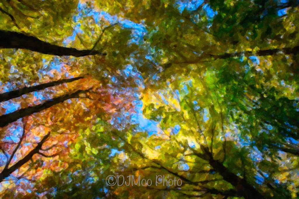    Forest Canopy Abstract N. Michigan   