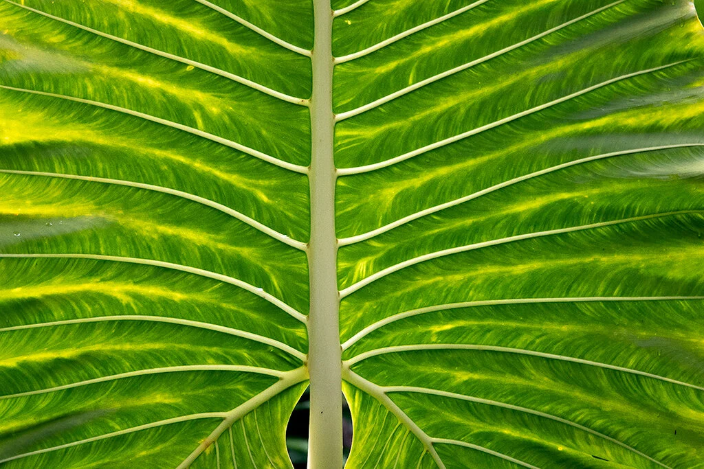   Leaf Pattern: Hawaii Botanic Gardens   