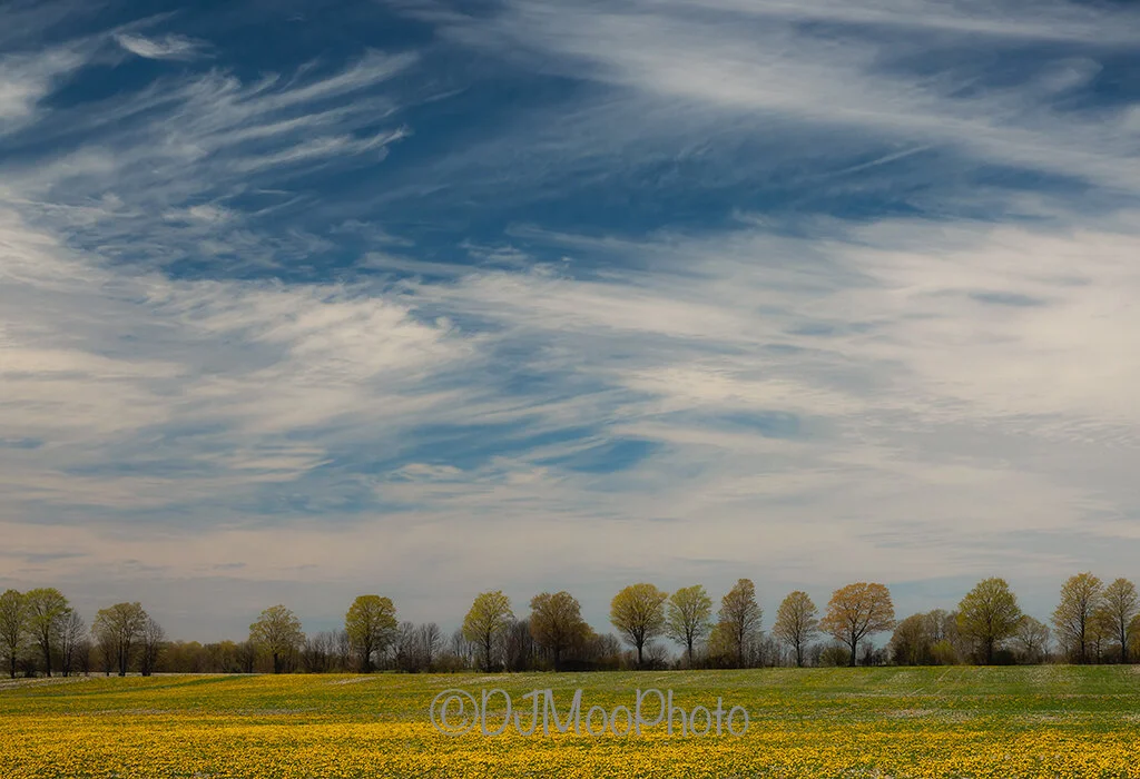    Door County Tree Line   