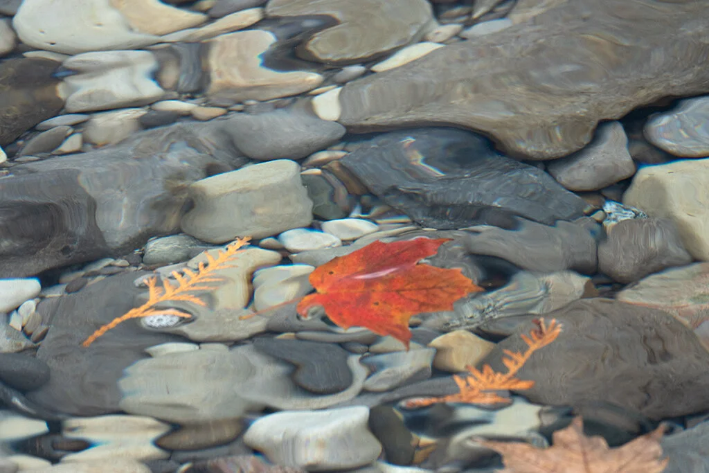    Rocks and Leaf near Suttons Bay   