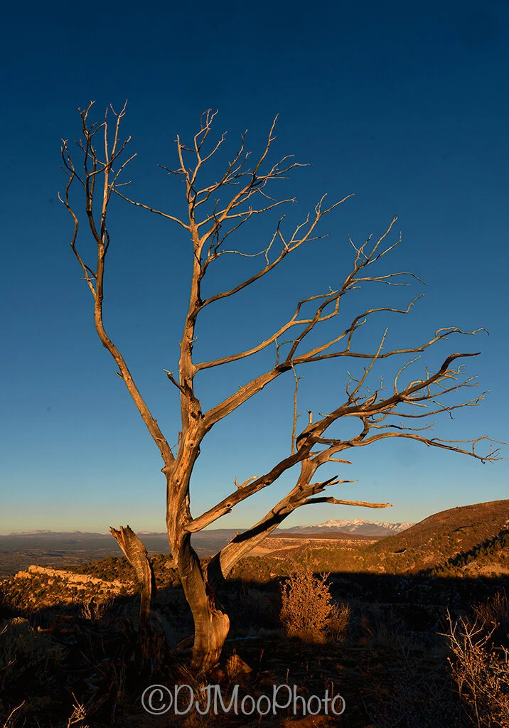    Mesa Verde Tree   