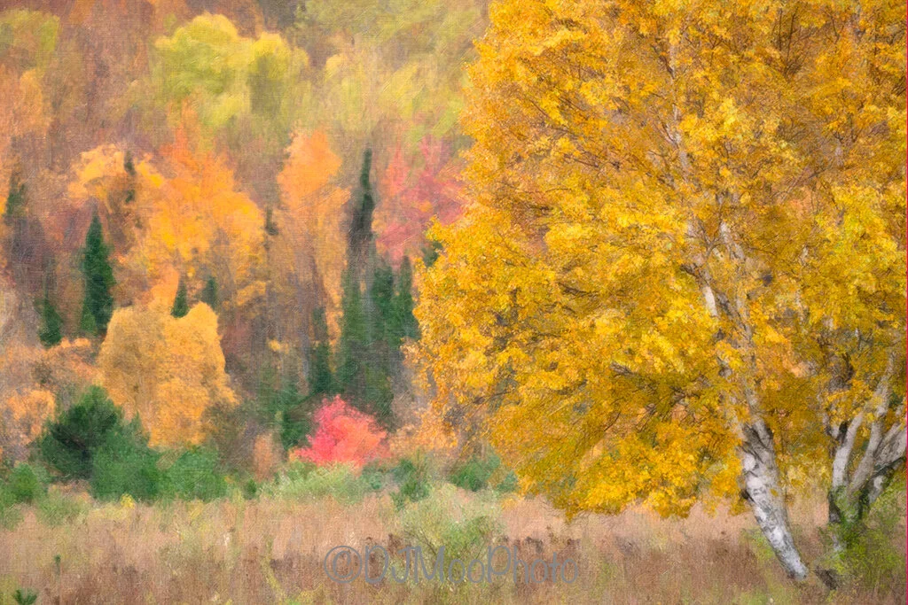    North Michigan Foliage Abstract   