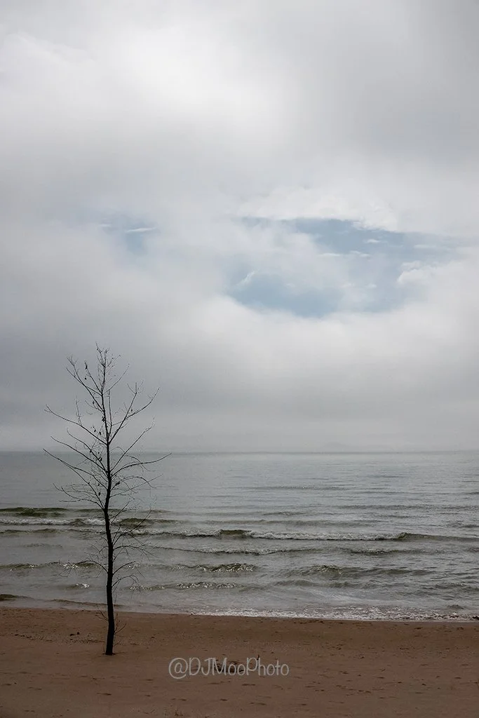    Lonely Tree, Two Rivers, WI   