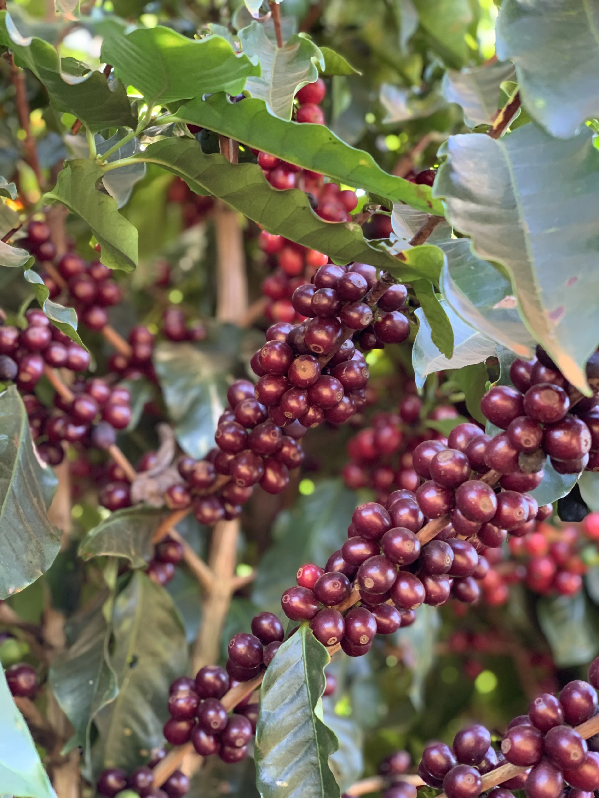 Copy of IMG_4834.JPG