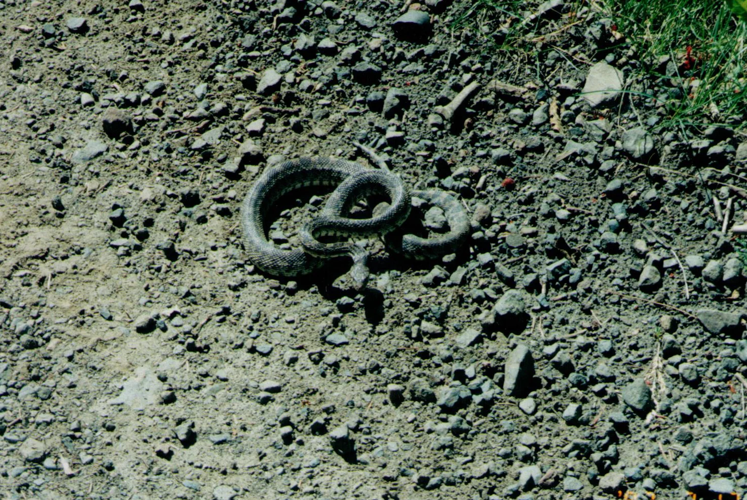 snake-1.jpg
