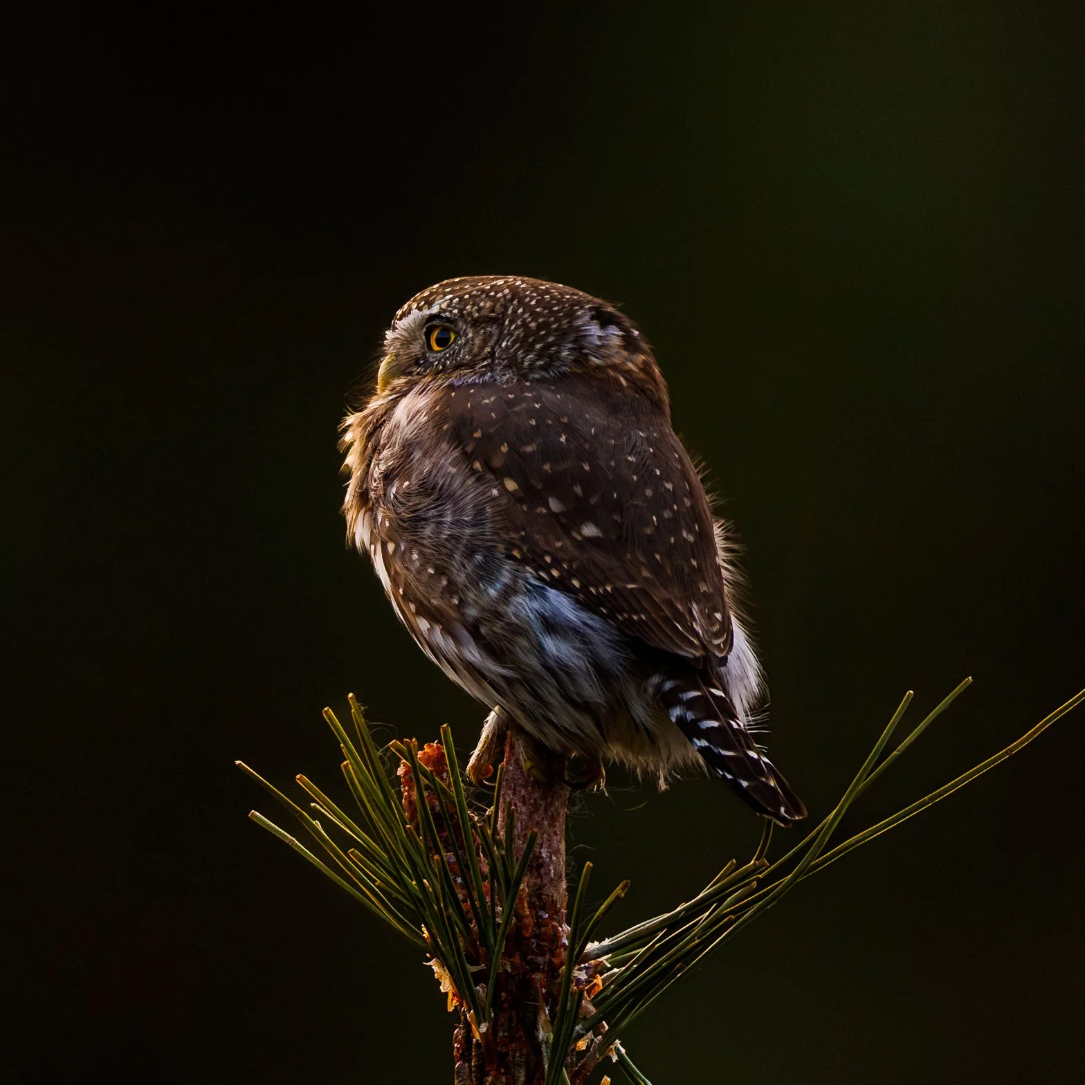 Sentinal of the Pines