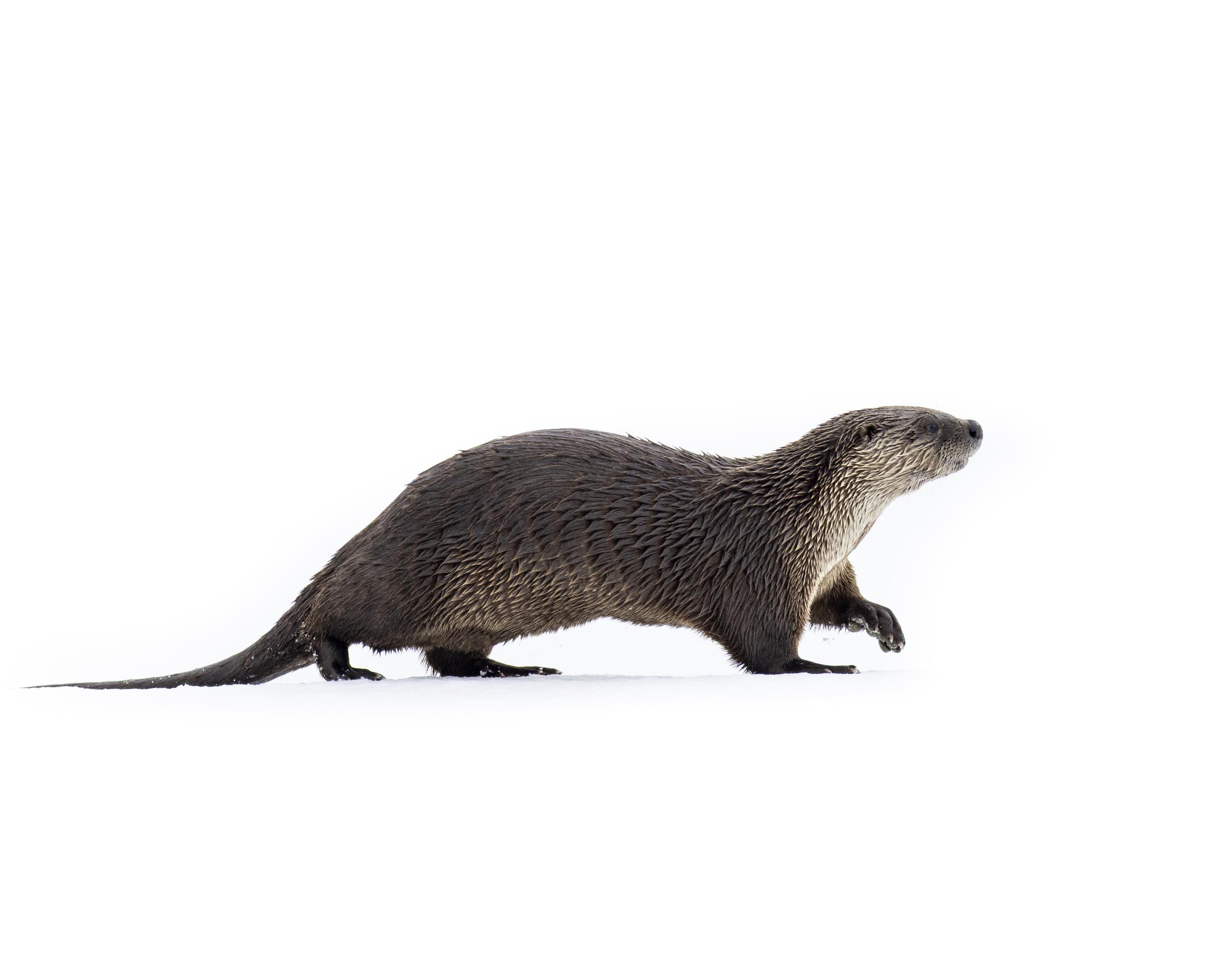 Running otter frozen water-2.jpg