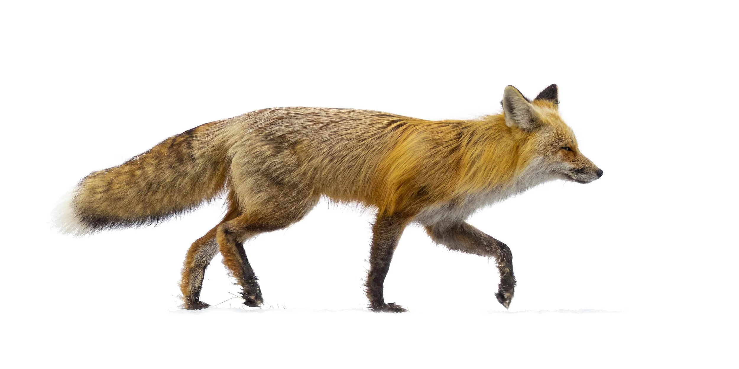 Fox in the Snow-2.jpg