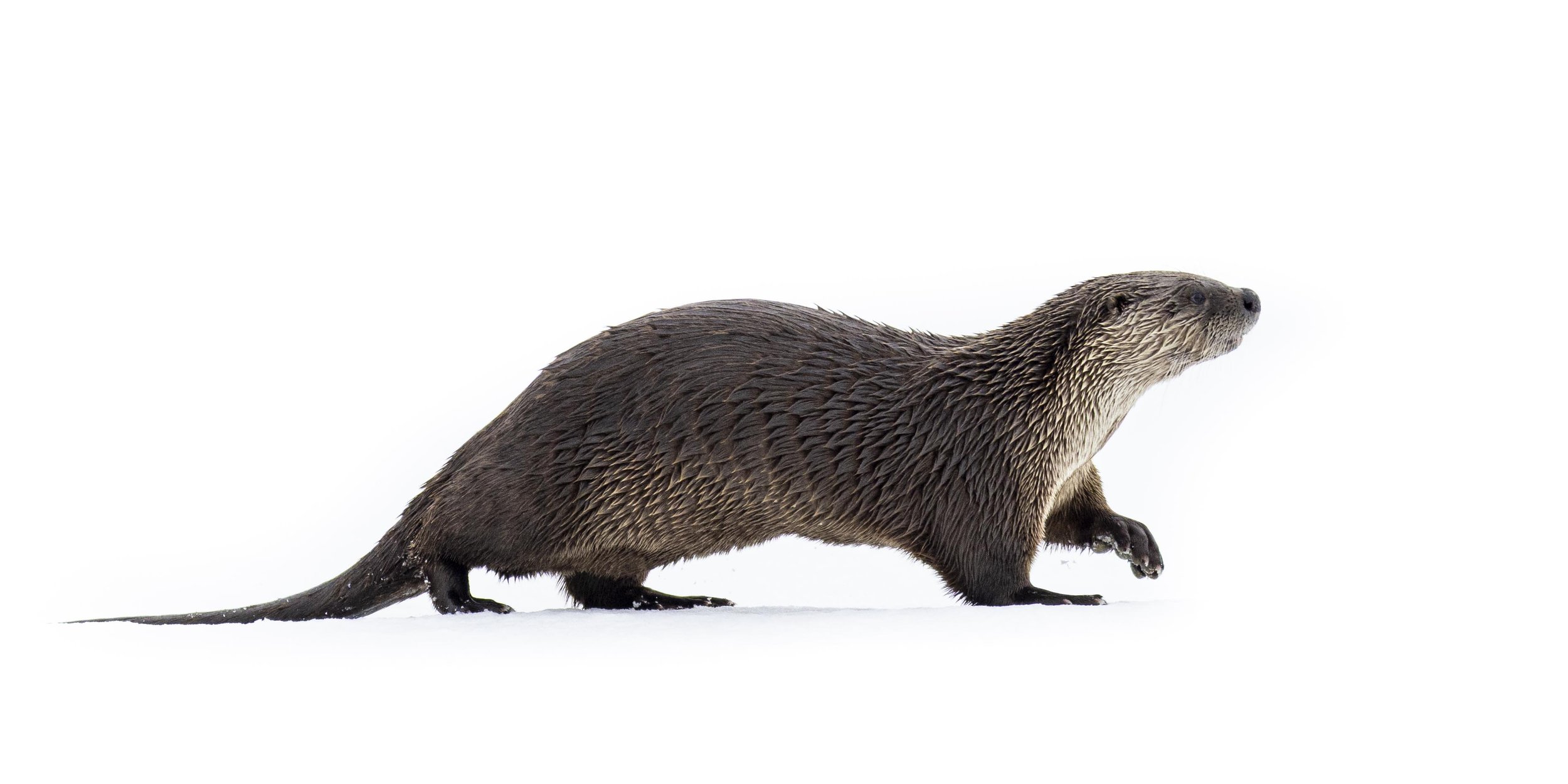 Running Otter Frozen Water