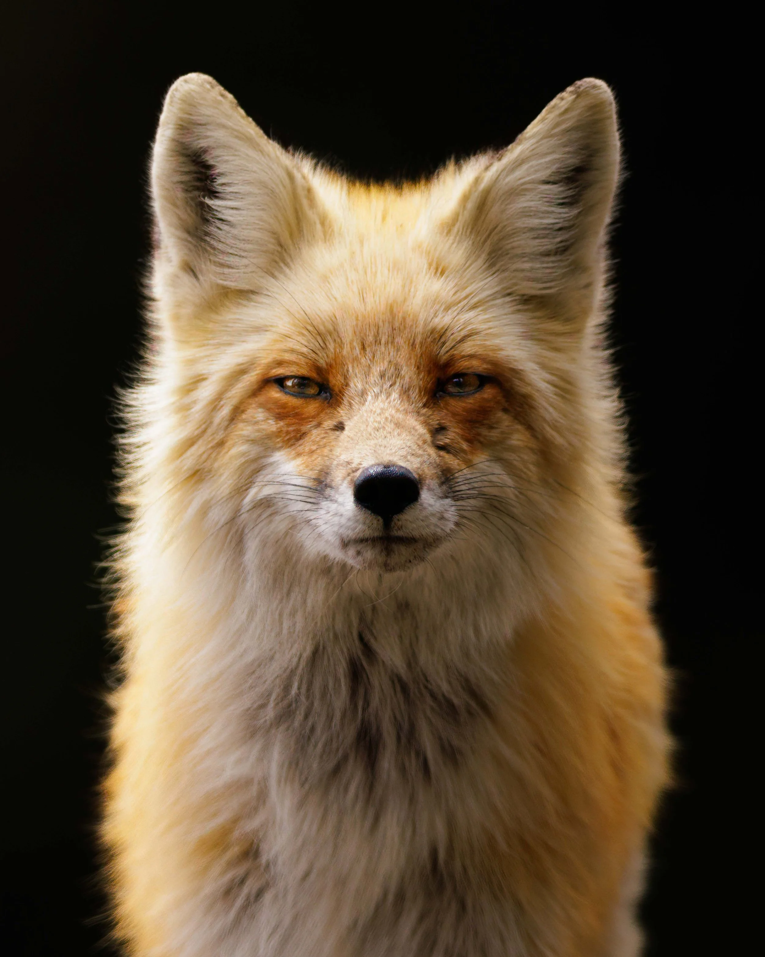 trickster 8x10-1.jpg