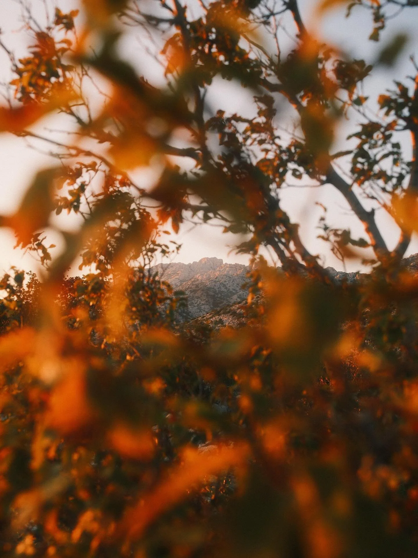Turns out, I like sub framing mountains with leaves. 

The 1975 and a sunset is a great combo.

#fujifilm #fuji #fujix100ⅵ #croatia