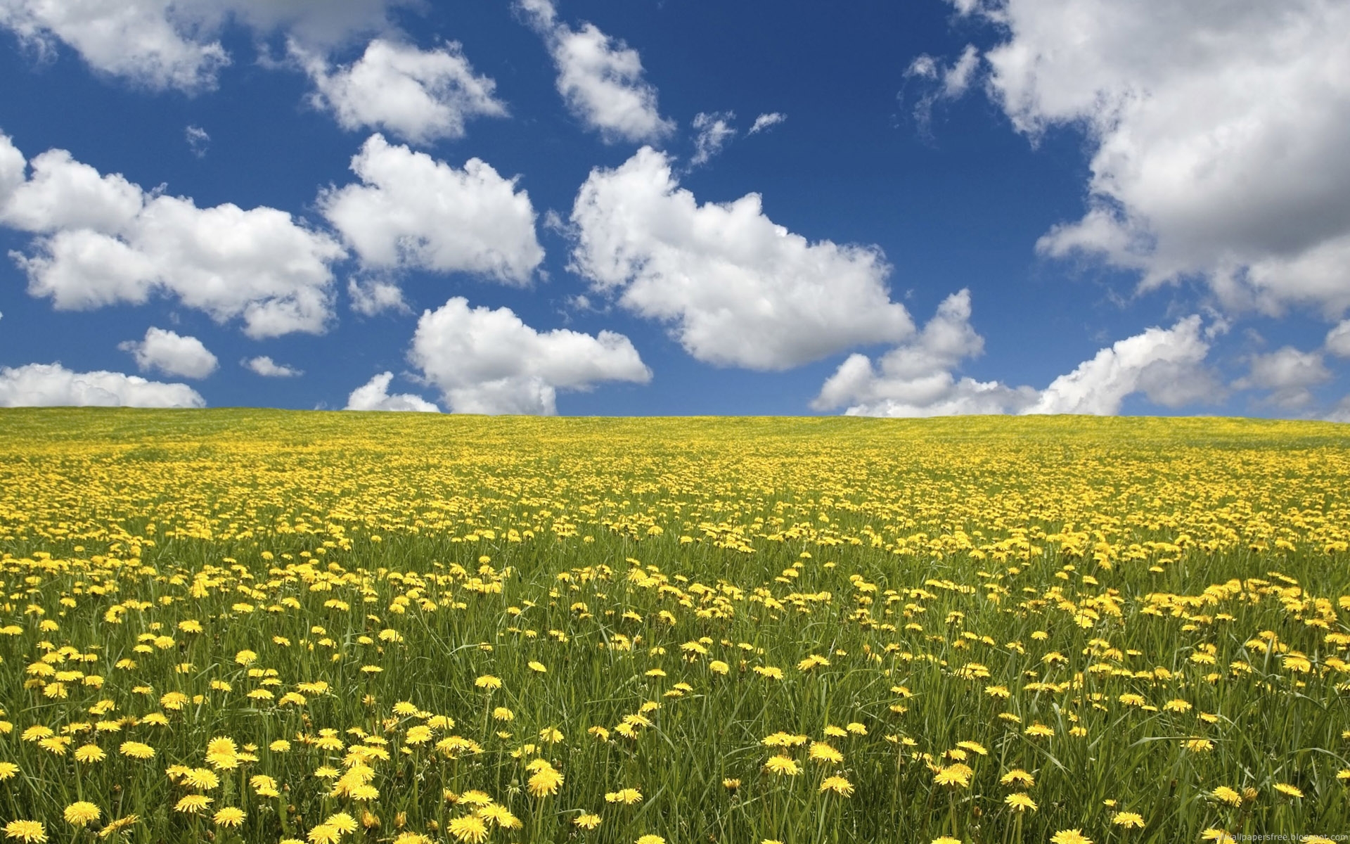 Yellow-Flower-With-Cloud-.jpg