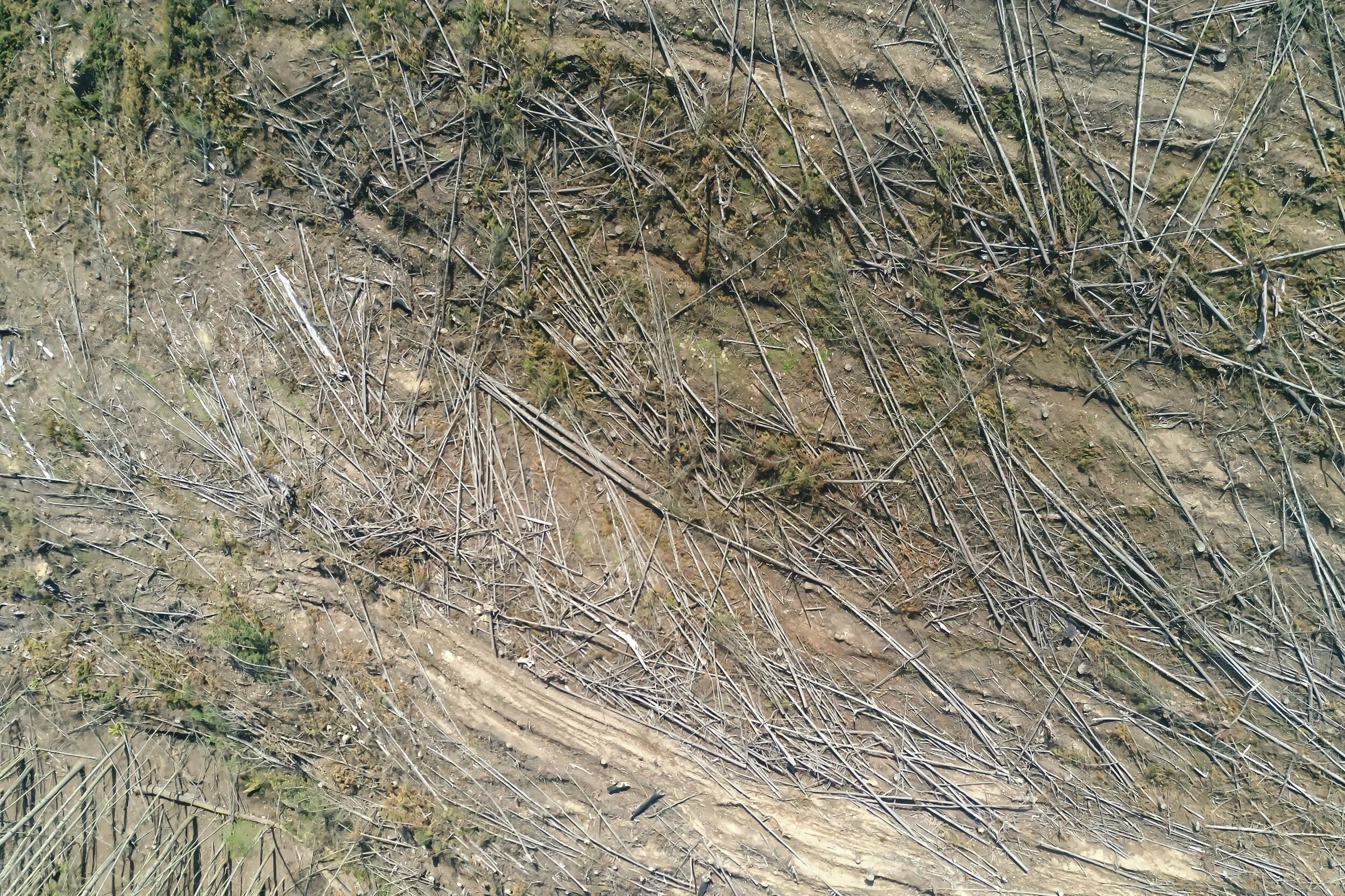 Öppet brev till COOP om kött från Amazonas