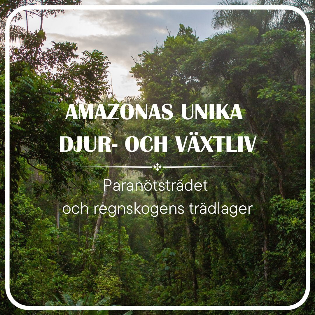 Vi har n&aring;tt slutet av v&aring;r artikelserie om Amazonas unika djur- och v&auml;xtliv. Vi vill avsluta med en specialartikel d&auml;r vi f&aring;r l&auml;ra oss hur regnskogen varierar utefter hur h&ouml;gt vi befinner oss fr&aring;n marken. Pa