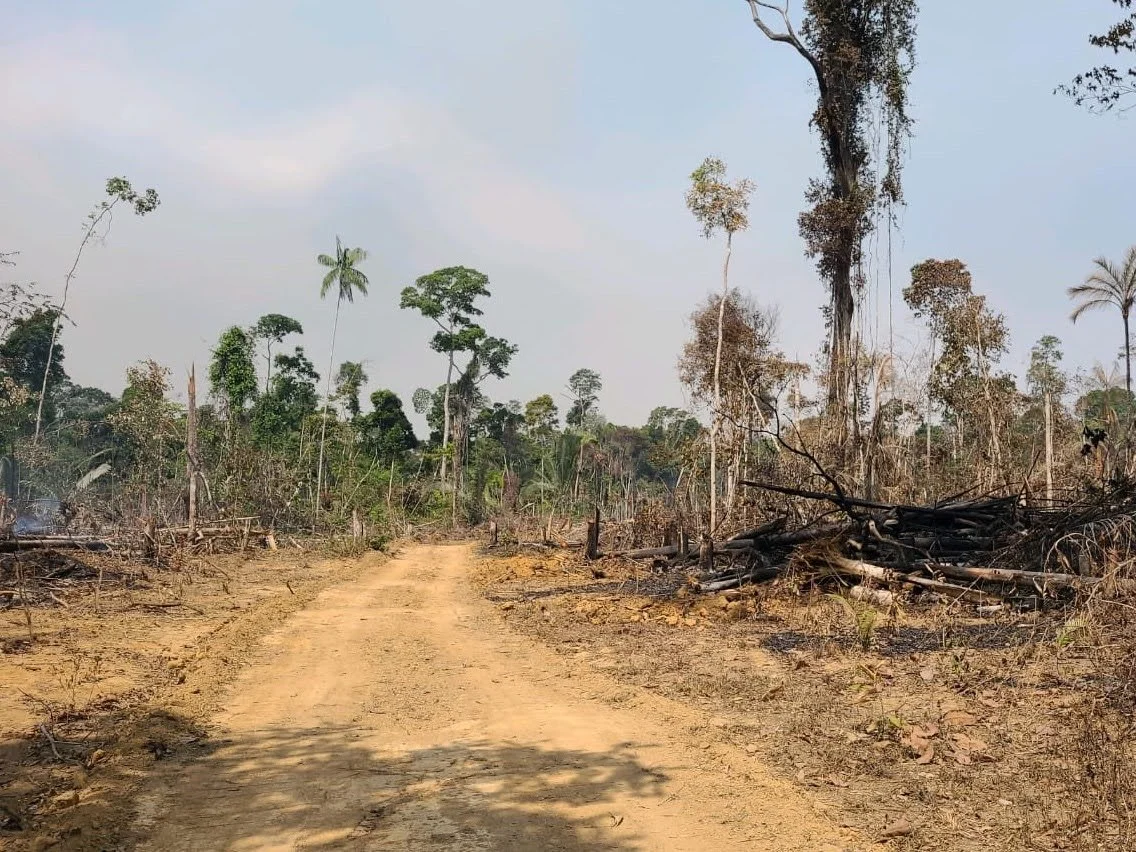 Röjd och bränd mark på Karipunaurfolkets territorium i augusti 2022