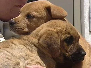 Hope&Lucky.jpg