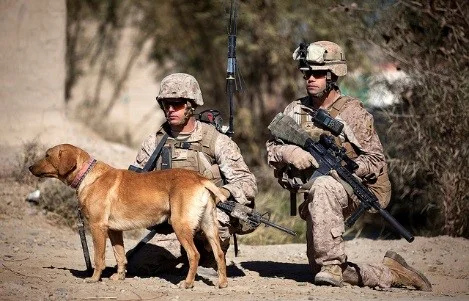 Military dog.jpg