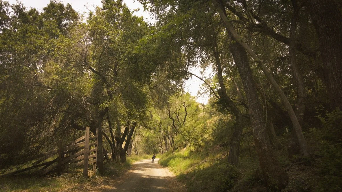 A person walking on a dirt path surrounded by trees in a forested area.