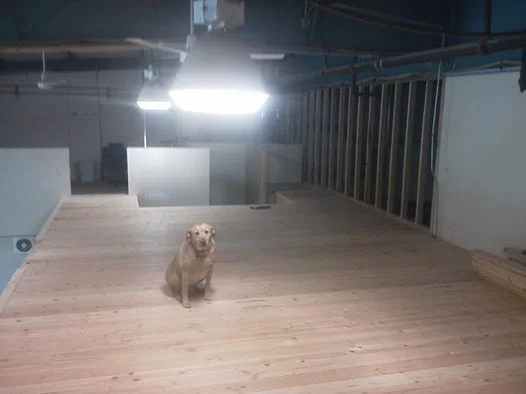 Bad Dog checking out the grain loft