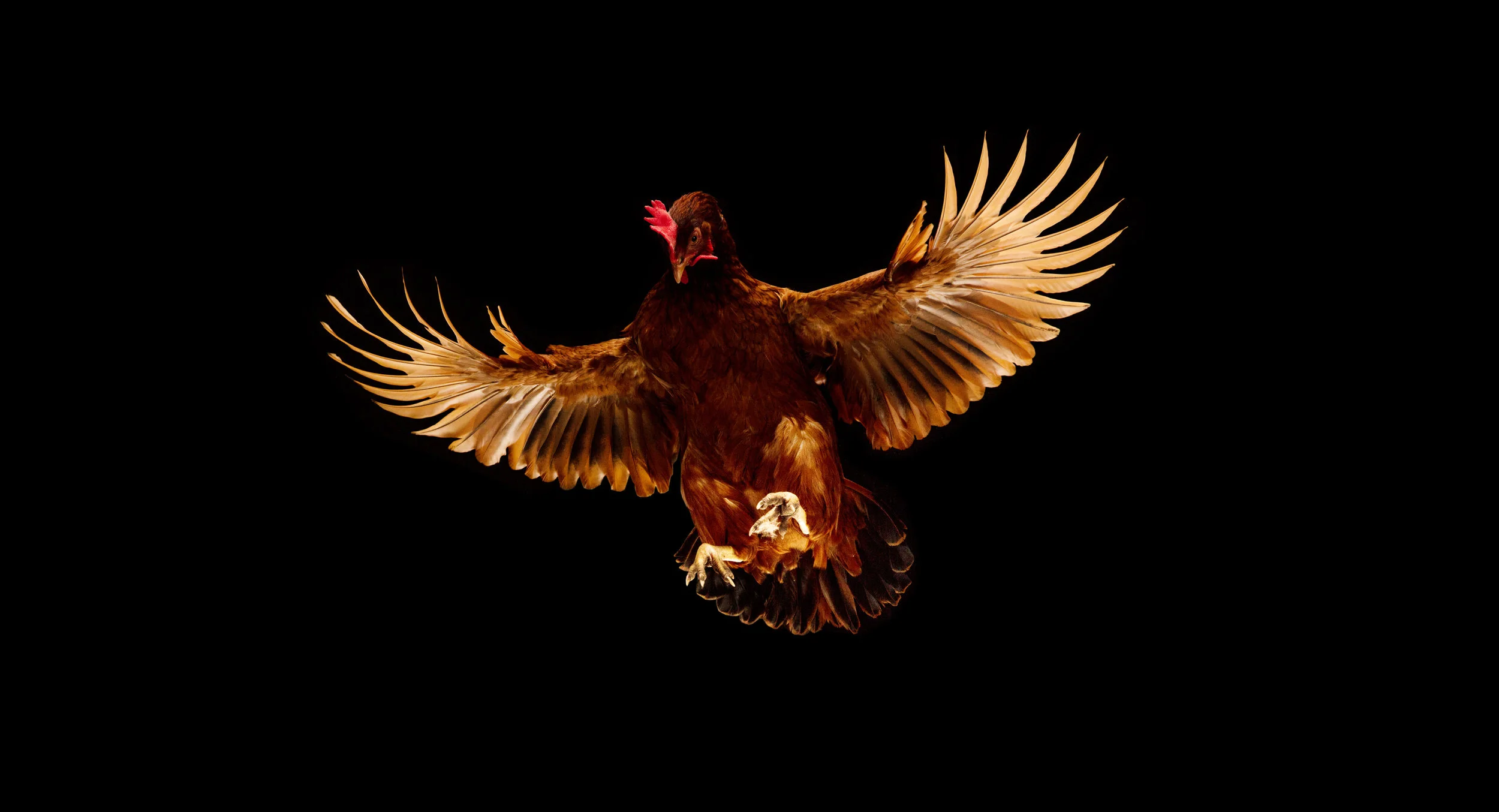 CHICKEN-SINGLE.jpg