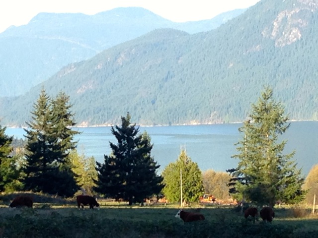 Photo by Ruth Ritchey Saltwater Cows
