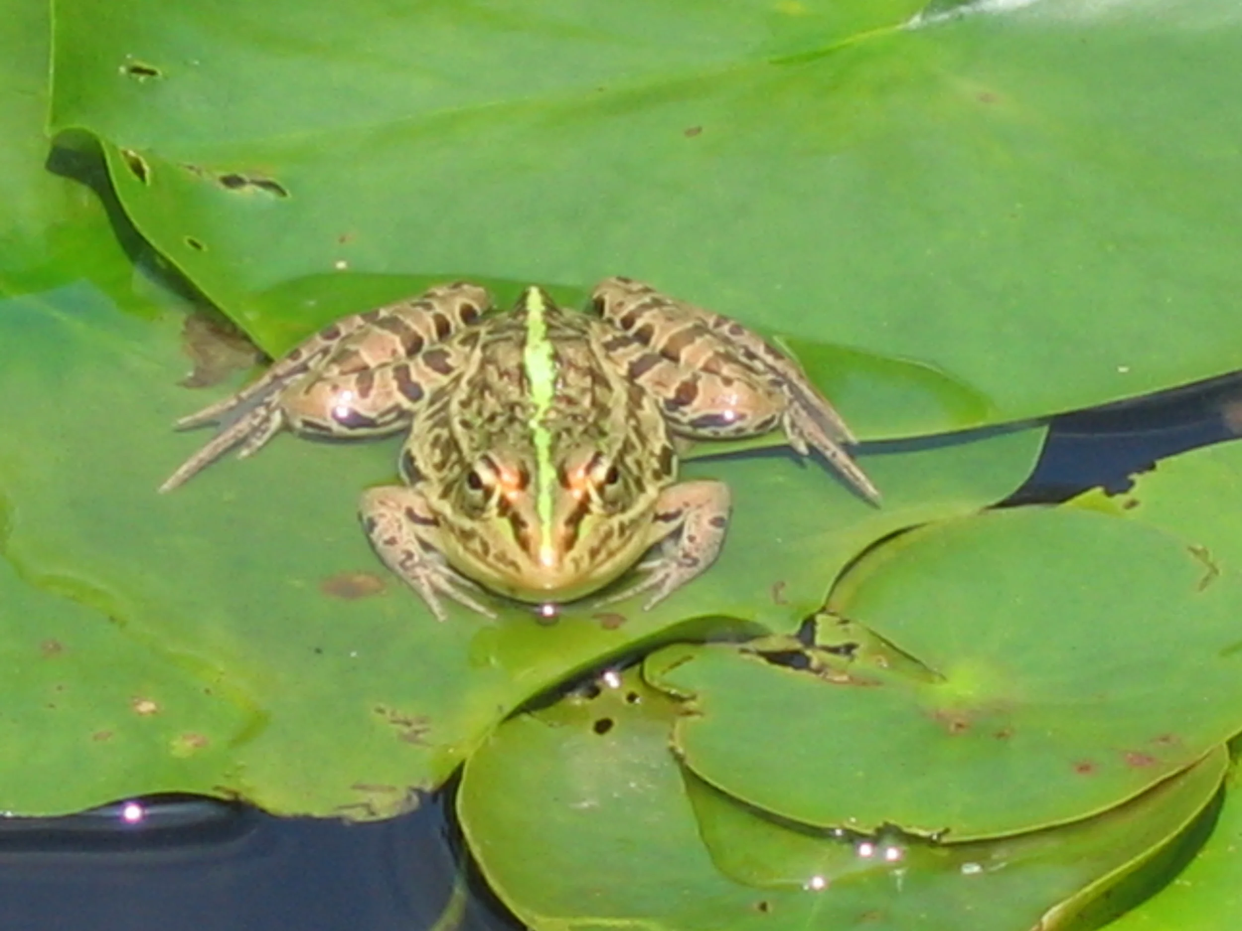 Come to Your Senses: A day of Zen and haiku practice