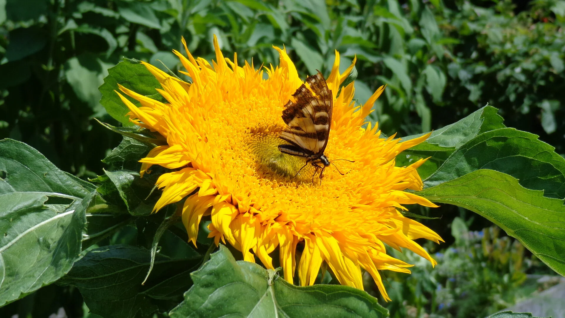 Half-day retreat and Jukai Ceremony