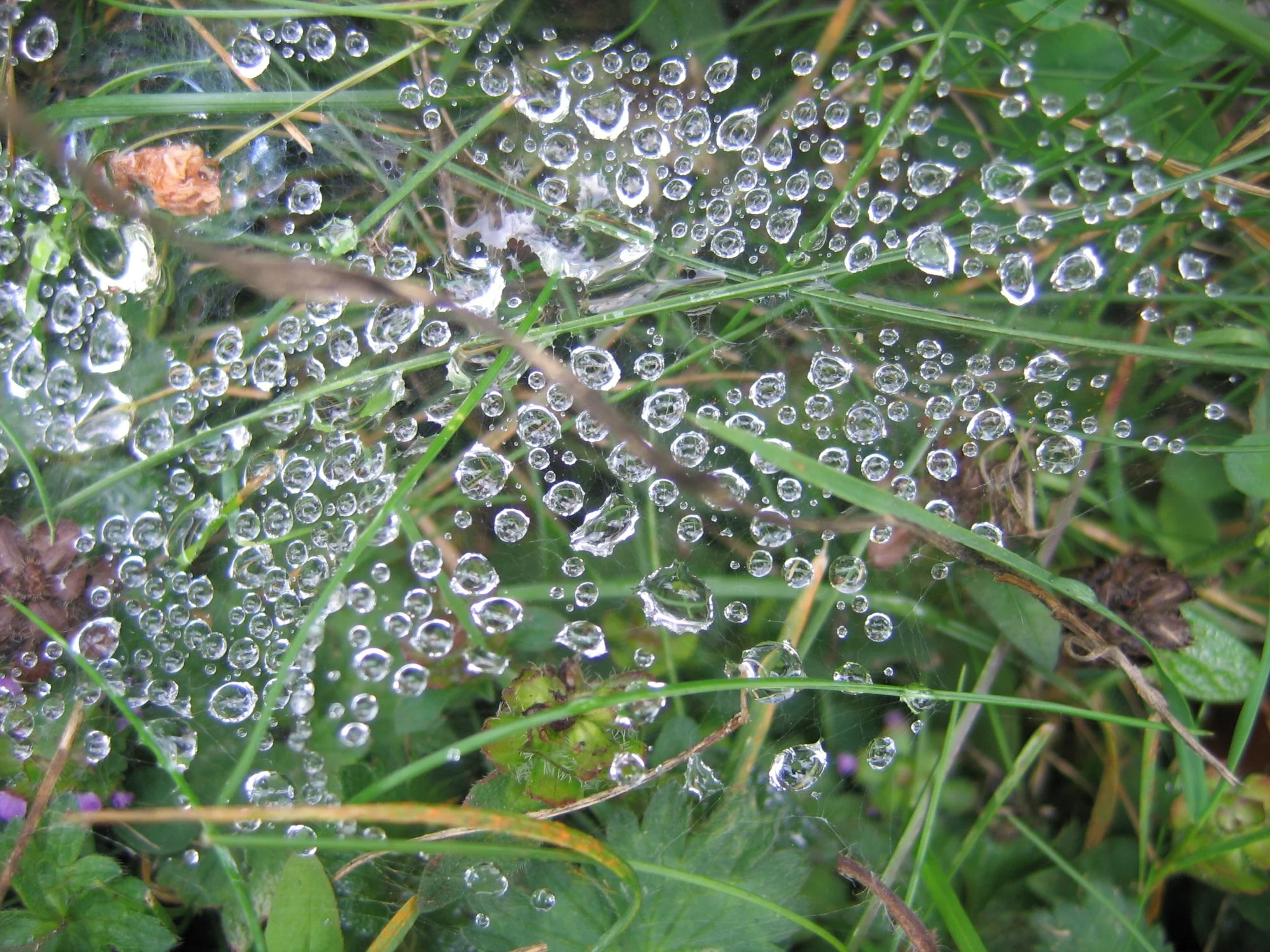 Just this  Life: a day of poetry practice